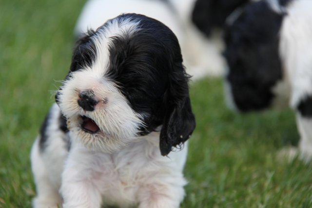 stenata_3_tydny (14)